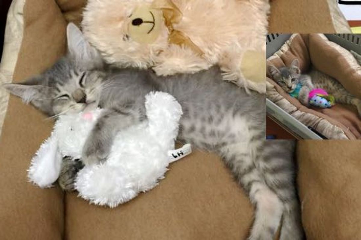 Little Gray Kitten Strays into the Hearts of Office Employees. Now He's Living the Dream!