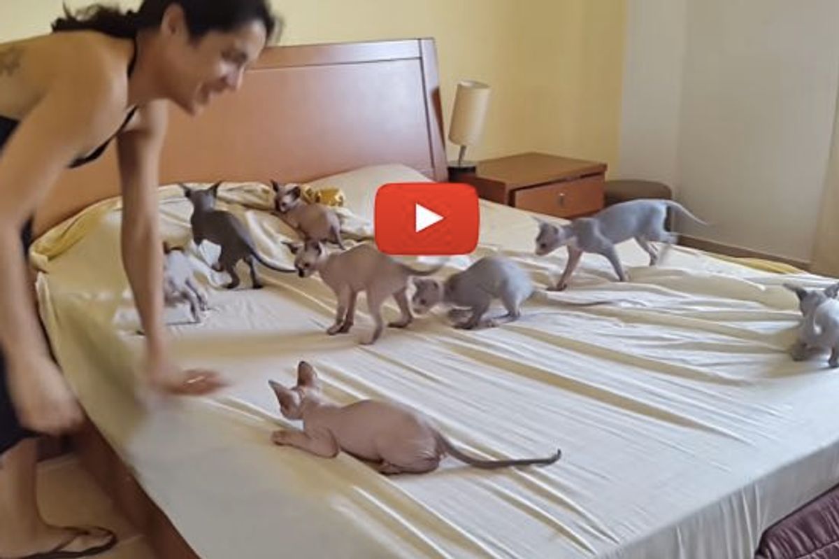 Try to Make a Bed Like That! Nearly Impurrsible!