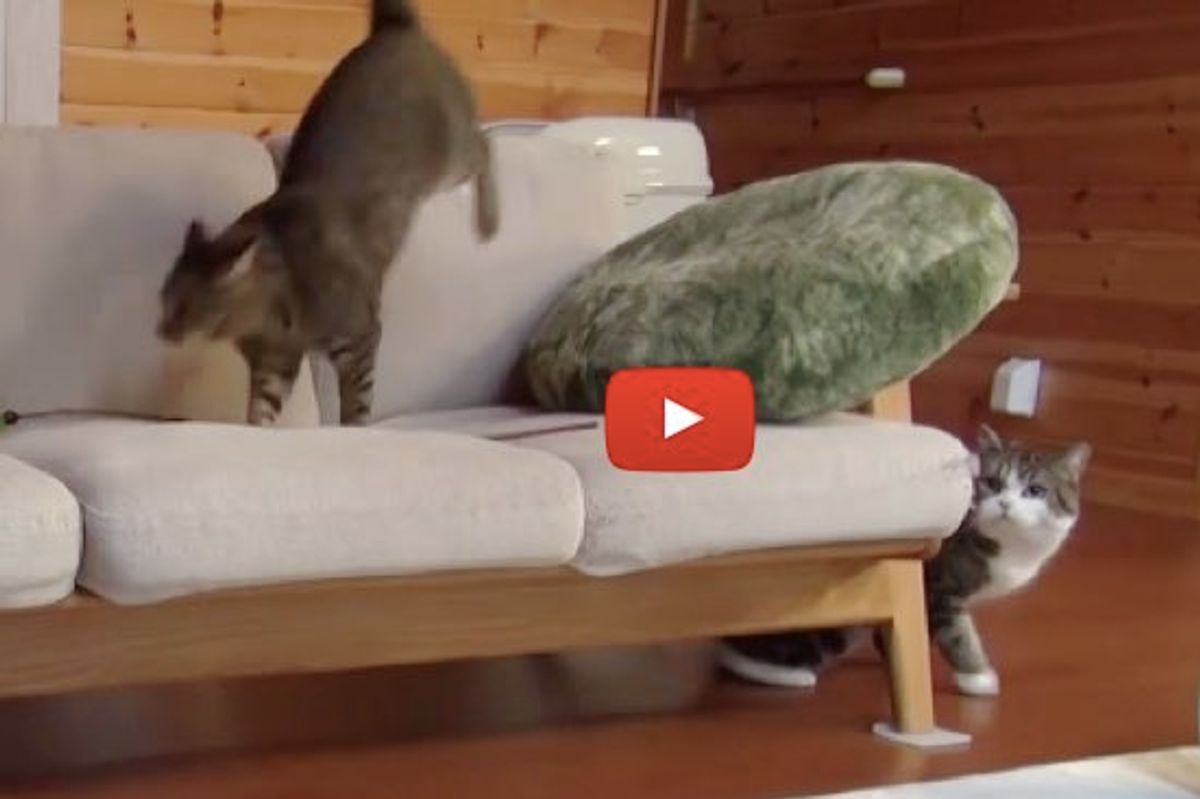 Maru and Hana Play Tag, and His Slick Move at the End