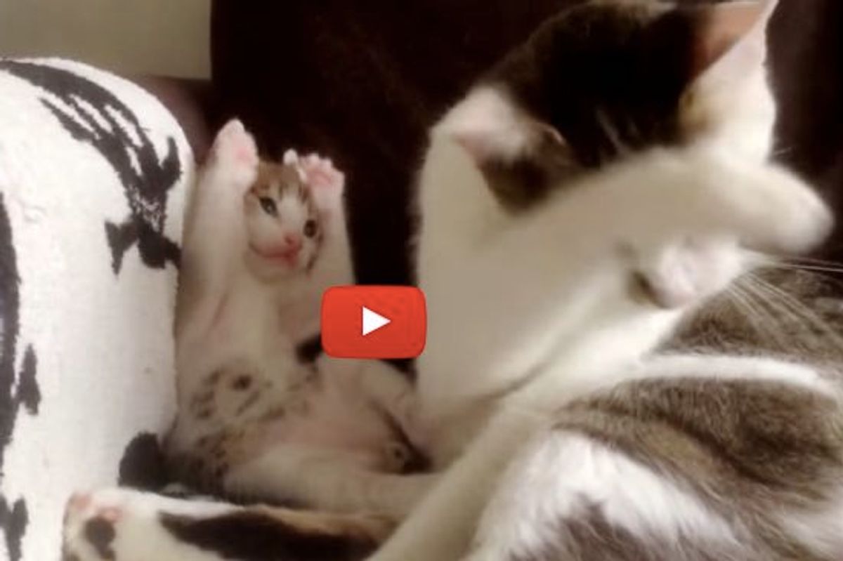 Kitten Imitating Momma Cat Learning to Groom Himself