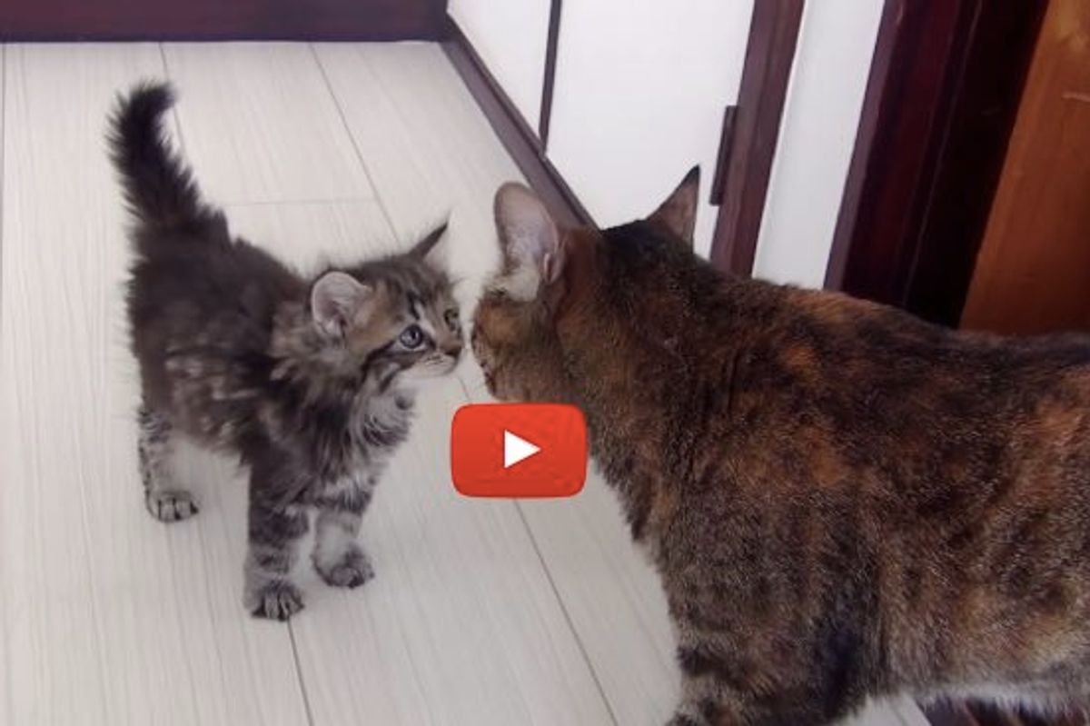 Little Adopted Kitten Meets His 9 New Siblings for the First Time!