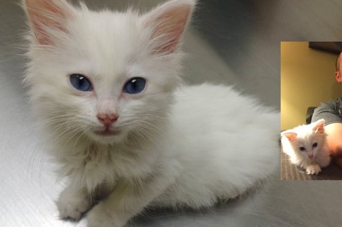 He Was Not Much of a Cat Guy Until He Met Sophie the Deaf Stray Cat