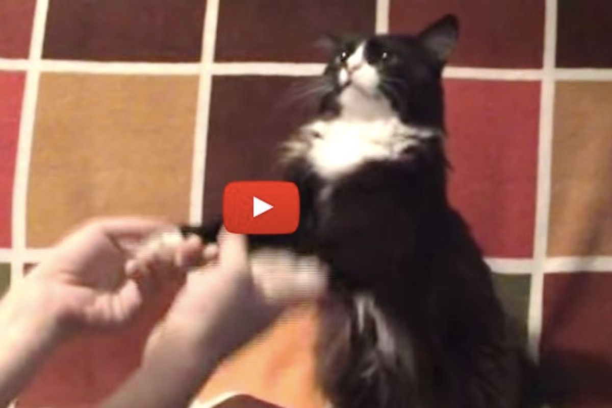 Kitty Loves to Play 'Give Me Paws' with His Human