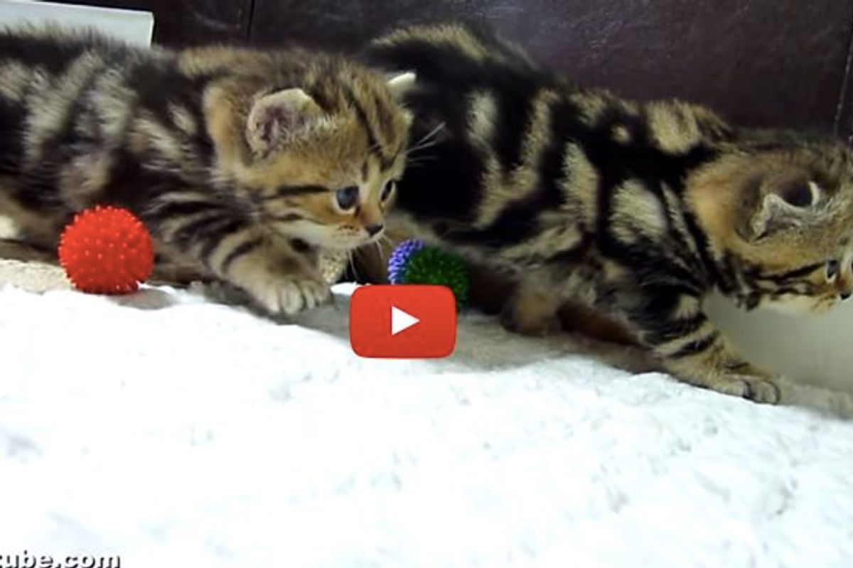 Stealthy Kittens Stalking on Wobbly Baby Kitty Feet!