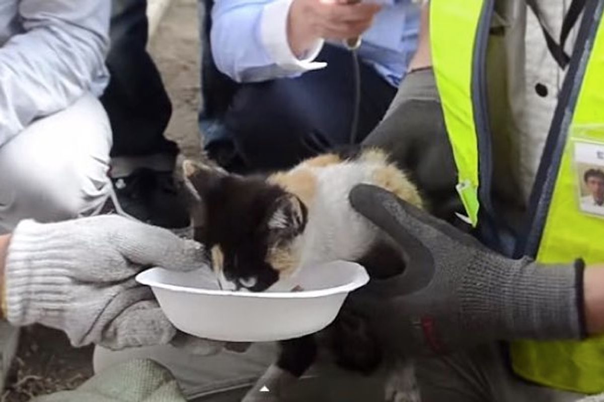 20 People Worked Together to Save Kitten Trapped Under Highway Bridge