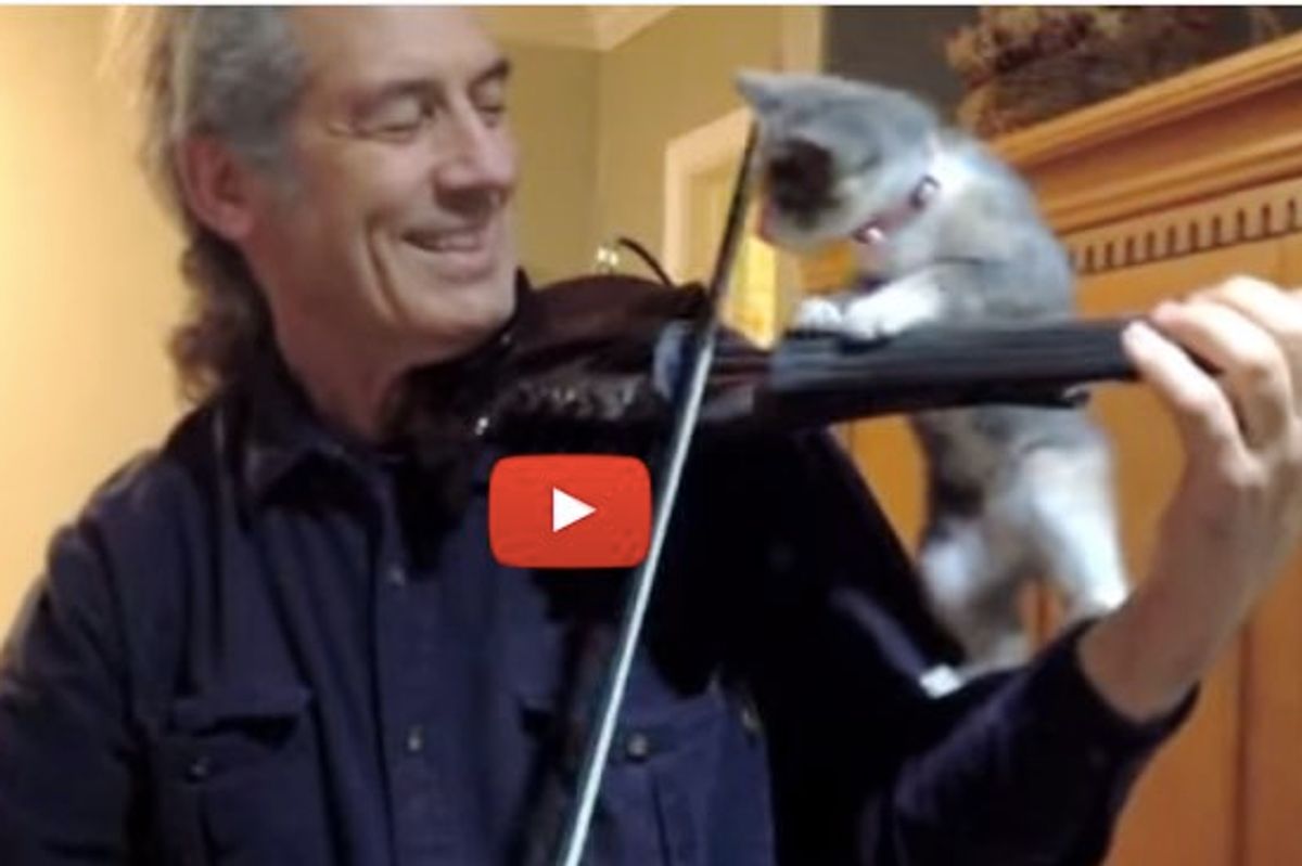 Kitten Tries to Help While Her Human Plays 'Stand by Me'