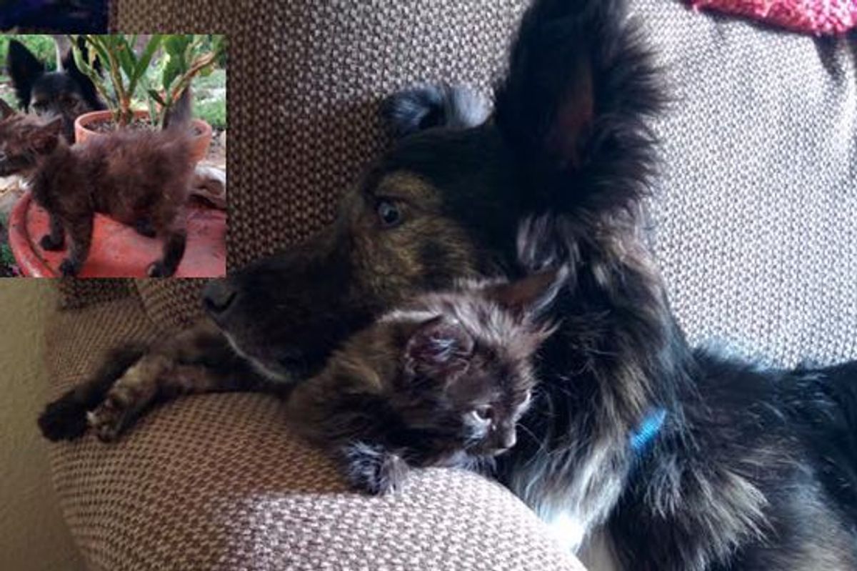 When They Started Fostering This Kitten, Their Dog Became Attached!