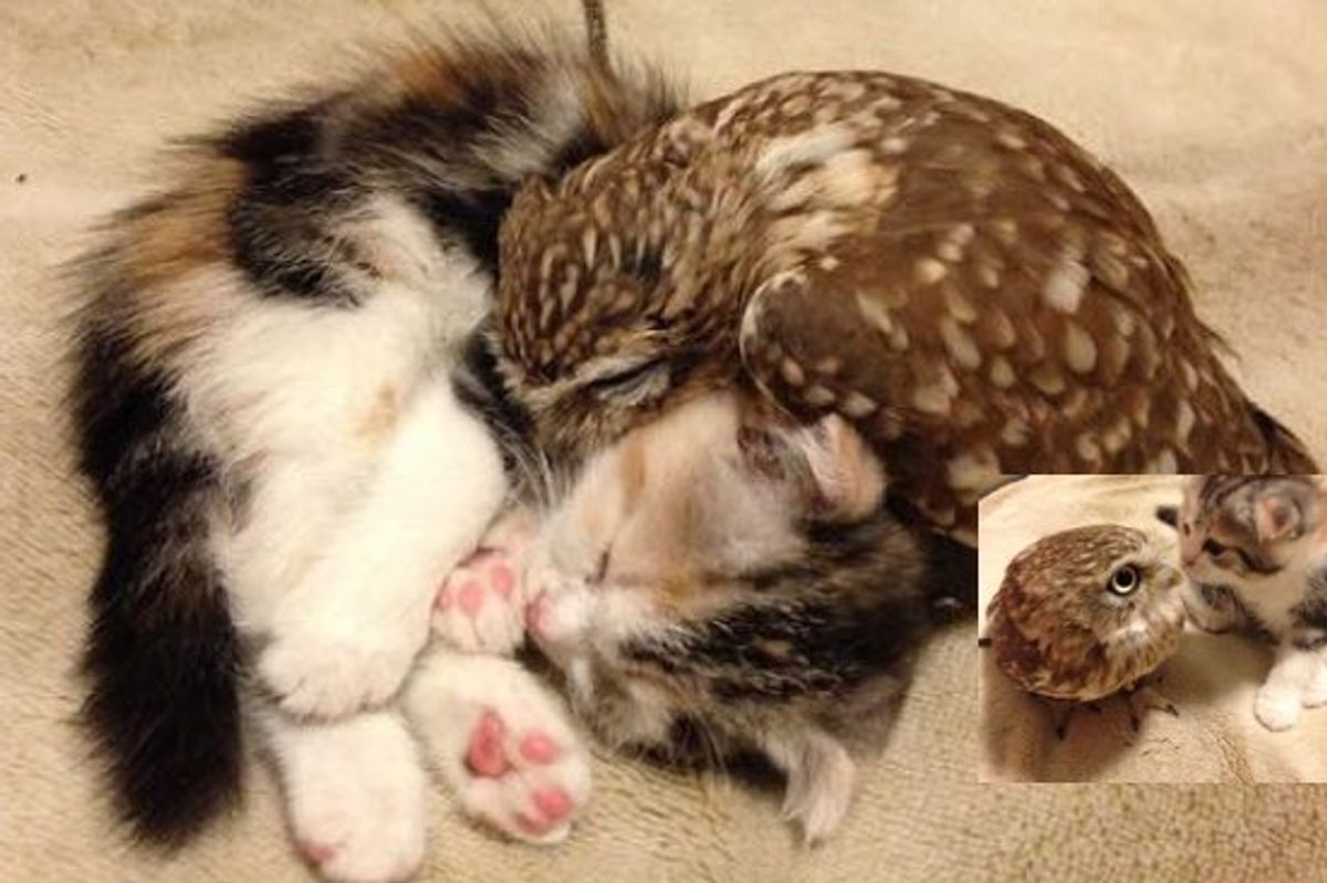 Kitten and Owl Become Best Friends