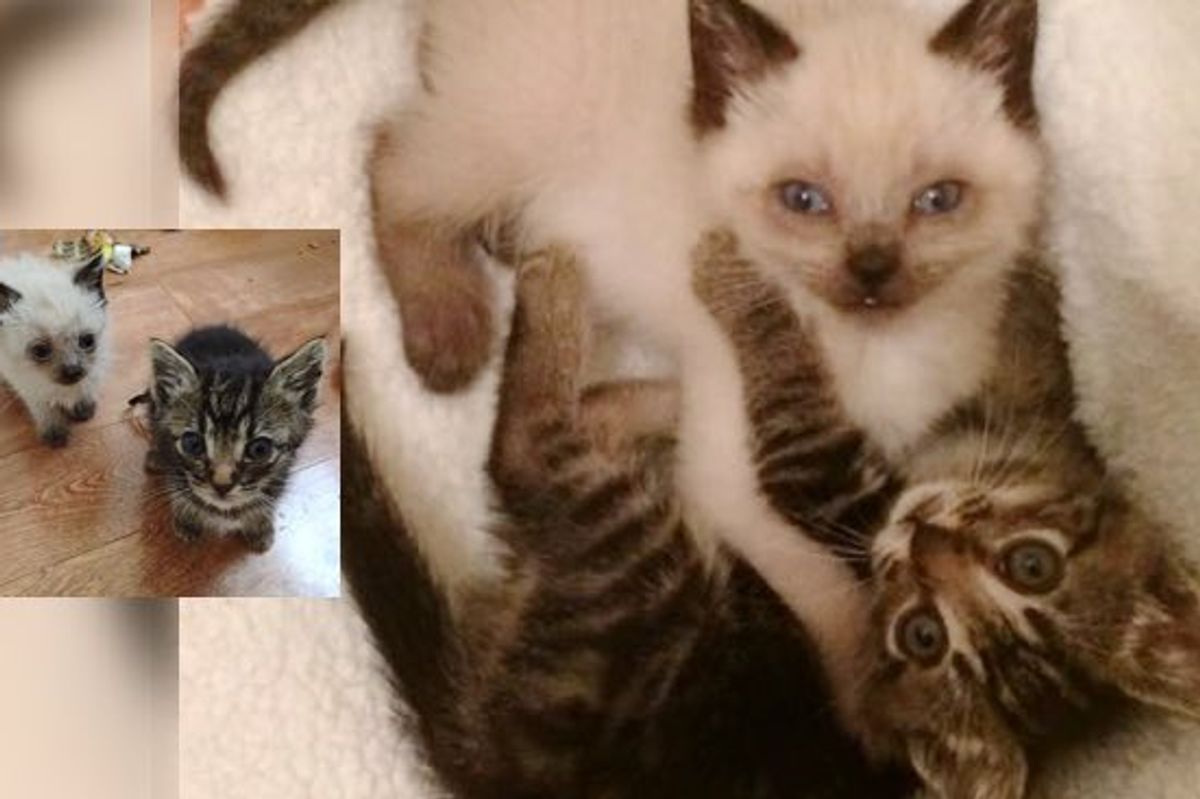 What a Second Chance Can Do. It Changes These Two Kittens' Lives Forever!