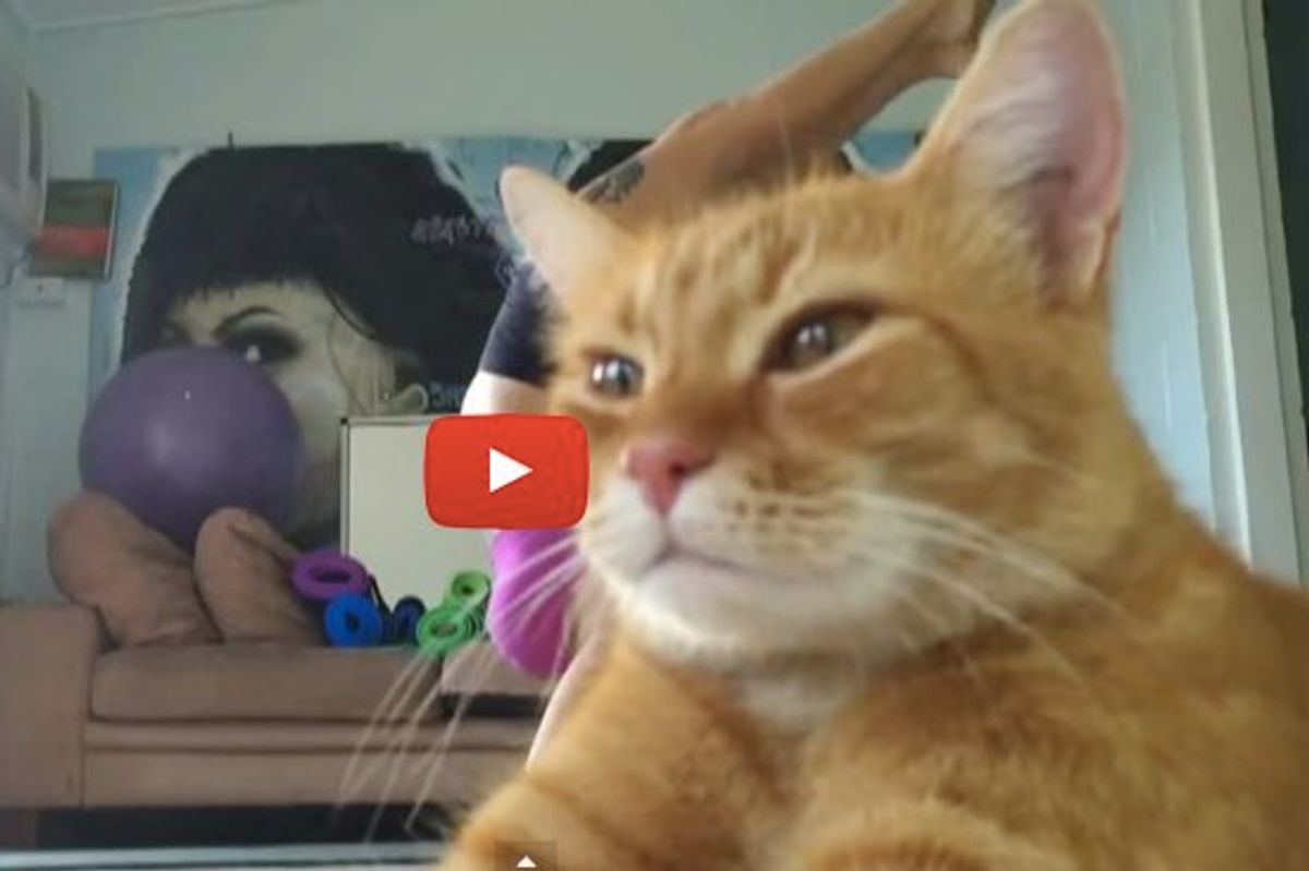 Cat Takes the Limelight. He Knows Exactly What He's Doing!