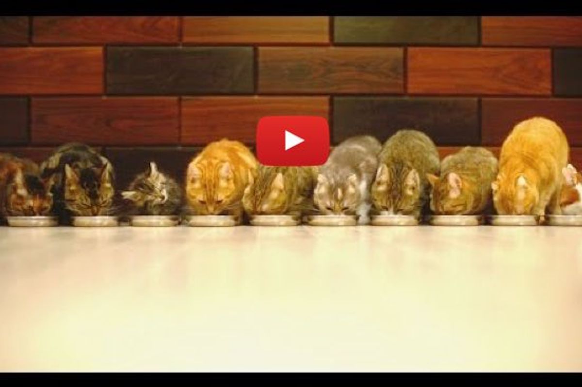 10 Cats Eating Together, the Smallest One Makes the Most Noise!