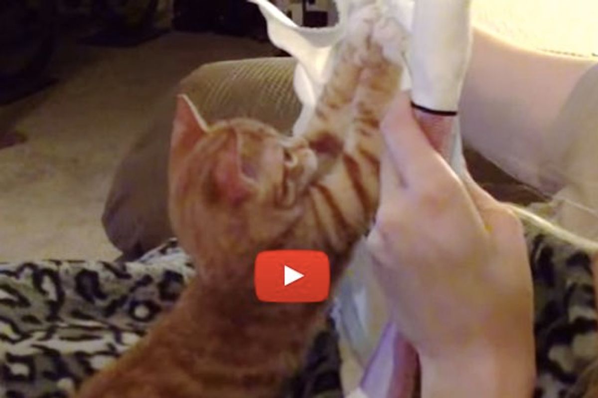 Cat Insists to Help When His Human Tries to Cross Stitch