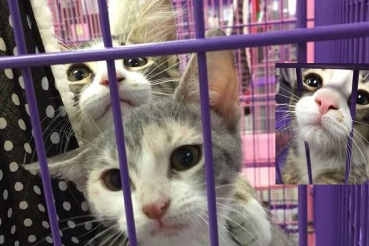 Volunteers Visited this Kitty, What They Saw Melted Hearts!
