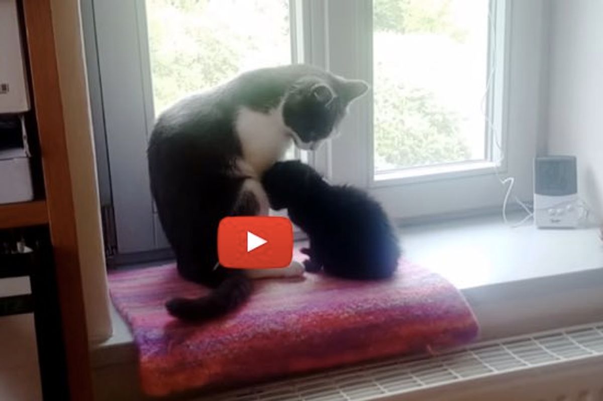Adopted Kitten Bonding with Family Cat