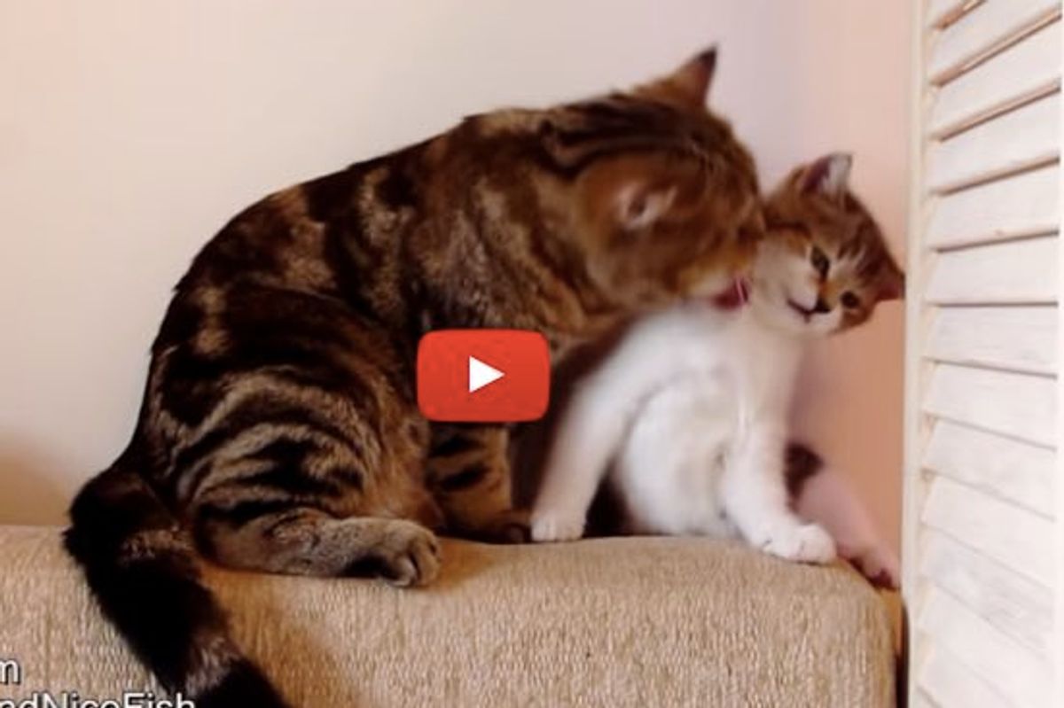 Cat Mom Gives Kitten a Bath Whether He Likes it or Not