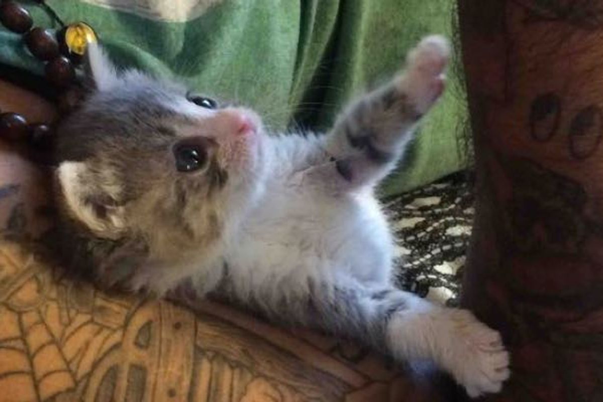 Tiny Orphan Kitten Changes Man. Now They Can't Be Away From Each Other!