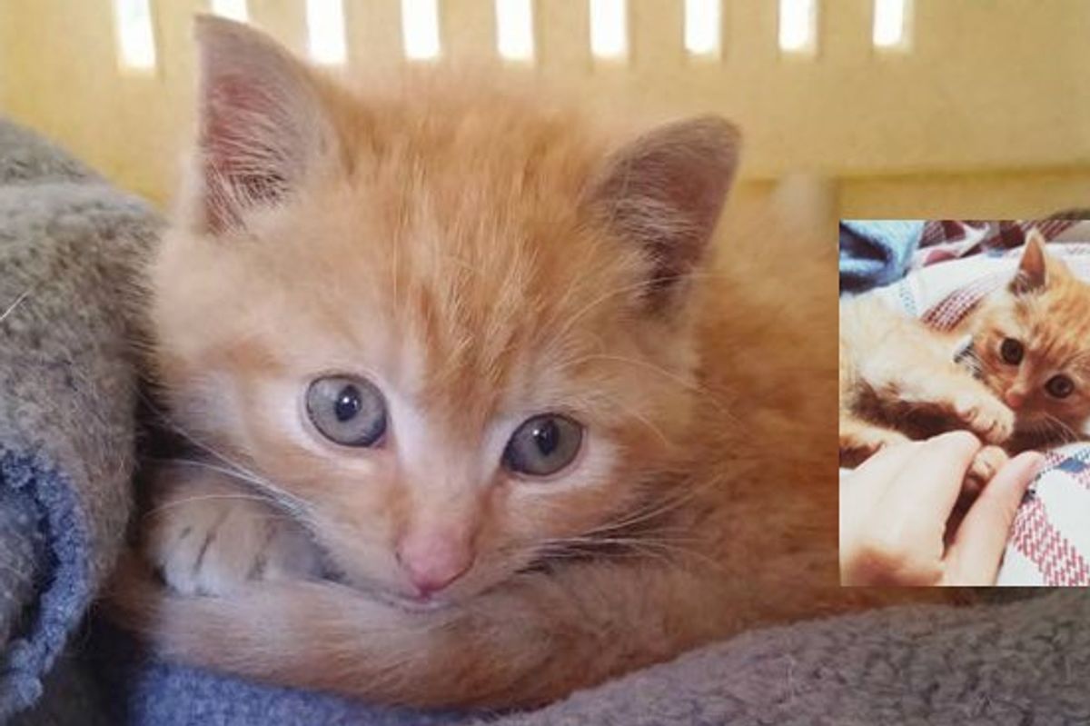 A Couple Spotted Ginger Kitten Wander into Traffic. They Ran to the Rescue!