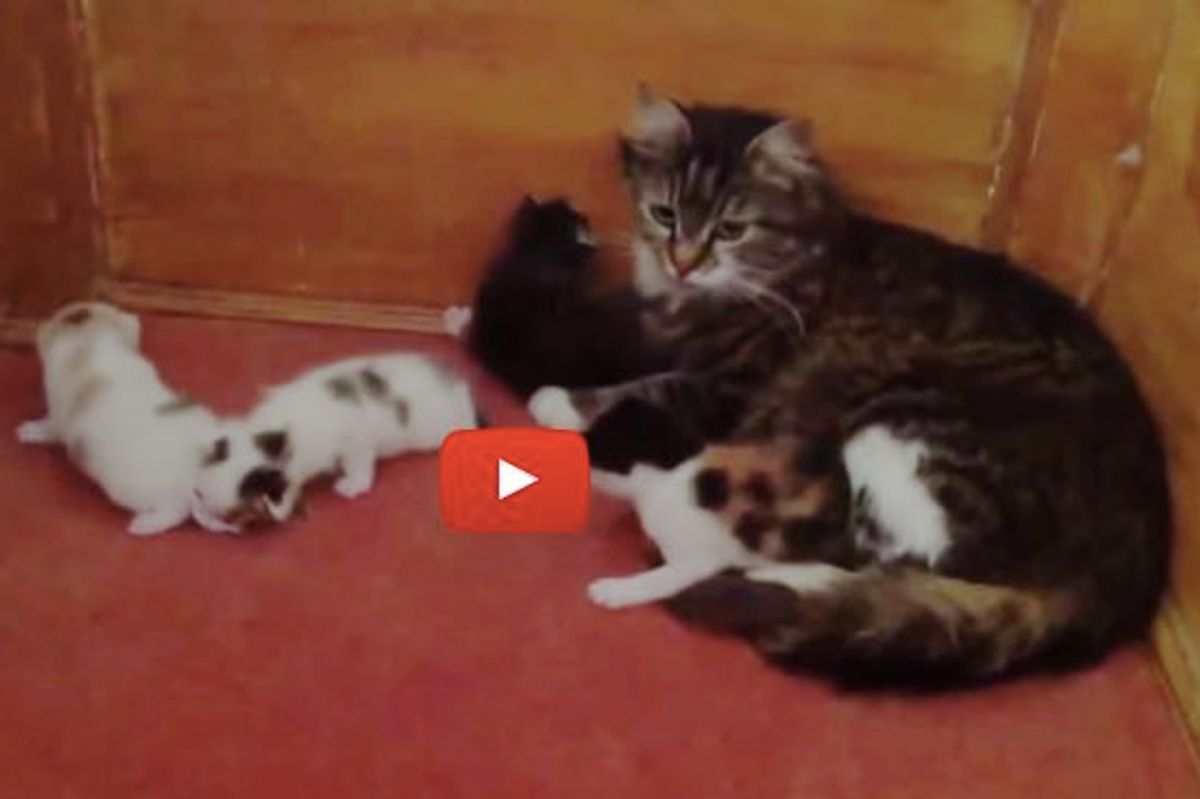 Cat Mama Carrying Her Baby to a Safe Place She Chose to Raise Her Kittens