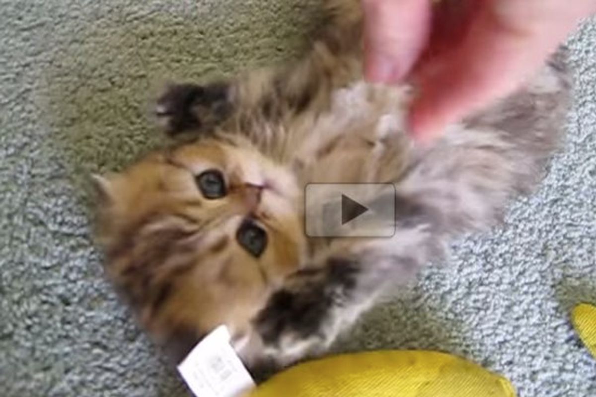 Poofy Kitten Trying 'The Nip'. I Can't Handle the Cute!