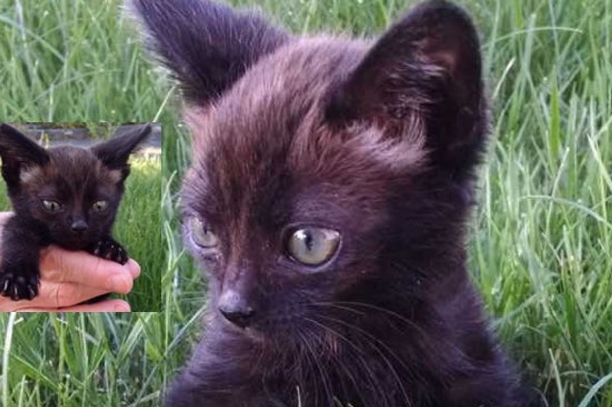 Tiny Buddy Found under a Rhubarb Leaf Needs a Name and a Home!