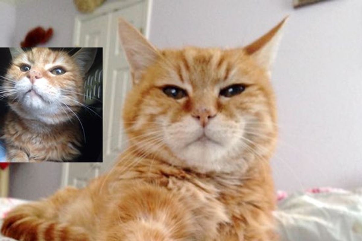 18 Year Old Rescue Ginger Finally Has a New Home! What a Difference It Makes!