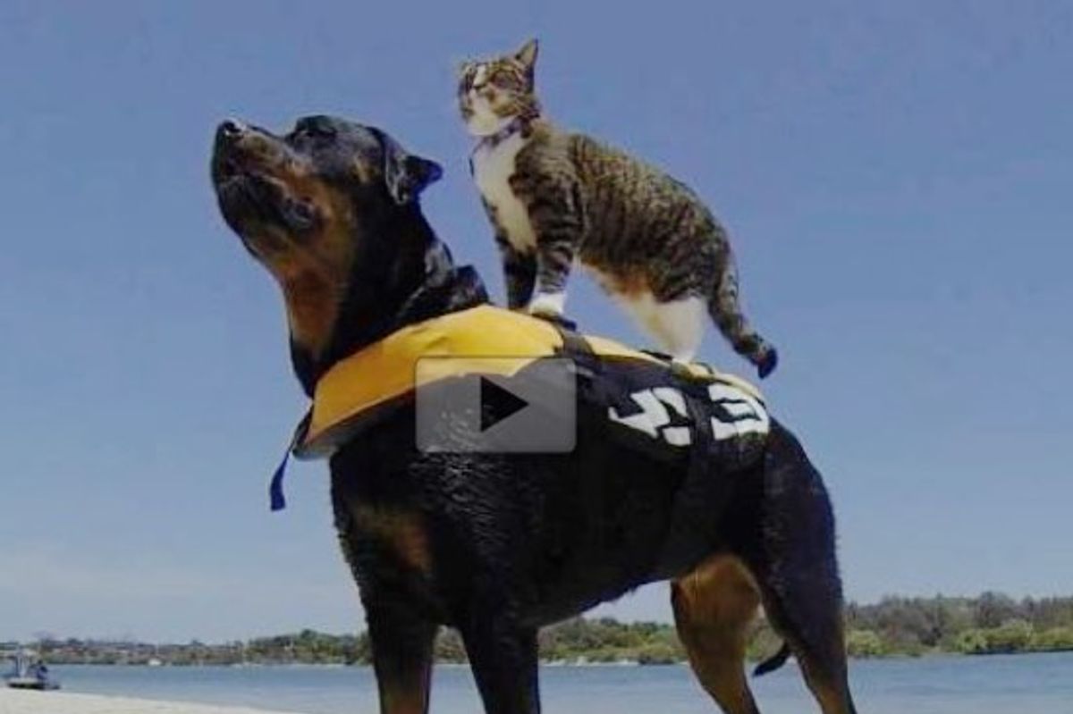 This Smart Cat Can Do Anything Dogs Do and Better!