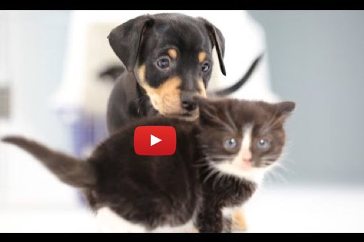 Teeny Kitties Befriending Little Puppies. So Many Warm Fuzzies!