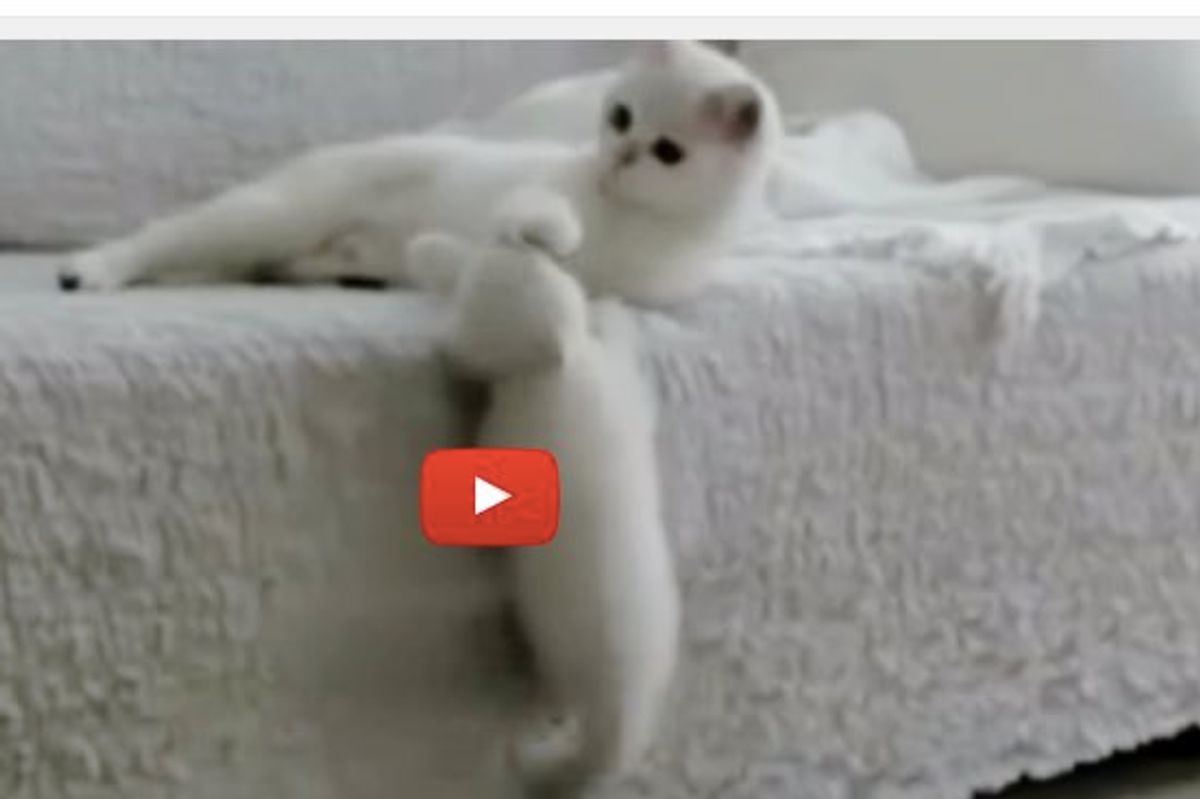 Naughty Kitten Is Not Giving Mom a Break! Mom's 'Response' Sets the Kitty Straight!