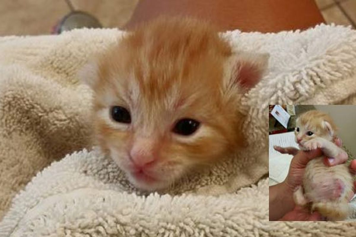Little Tripod Baby Kitten Moves Further than His Siblings!