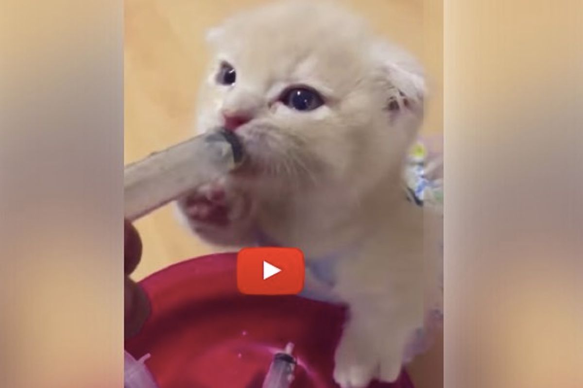 Kitten Chowing Down the Food While Making Air Muffins