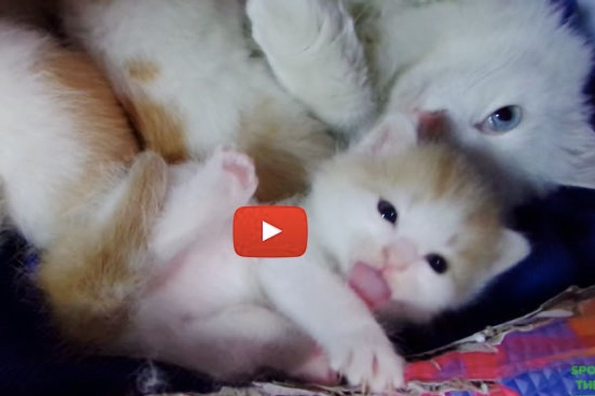 They Thought They Rescued a Stray Cat But Ended Up with Five!
