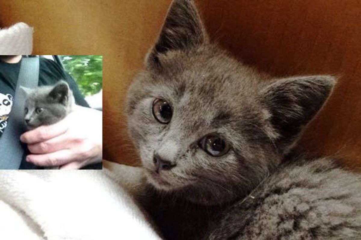 Man Blocked Traffic to Save Kitten from Busy Road While No One Else Stopped Their Cars