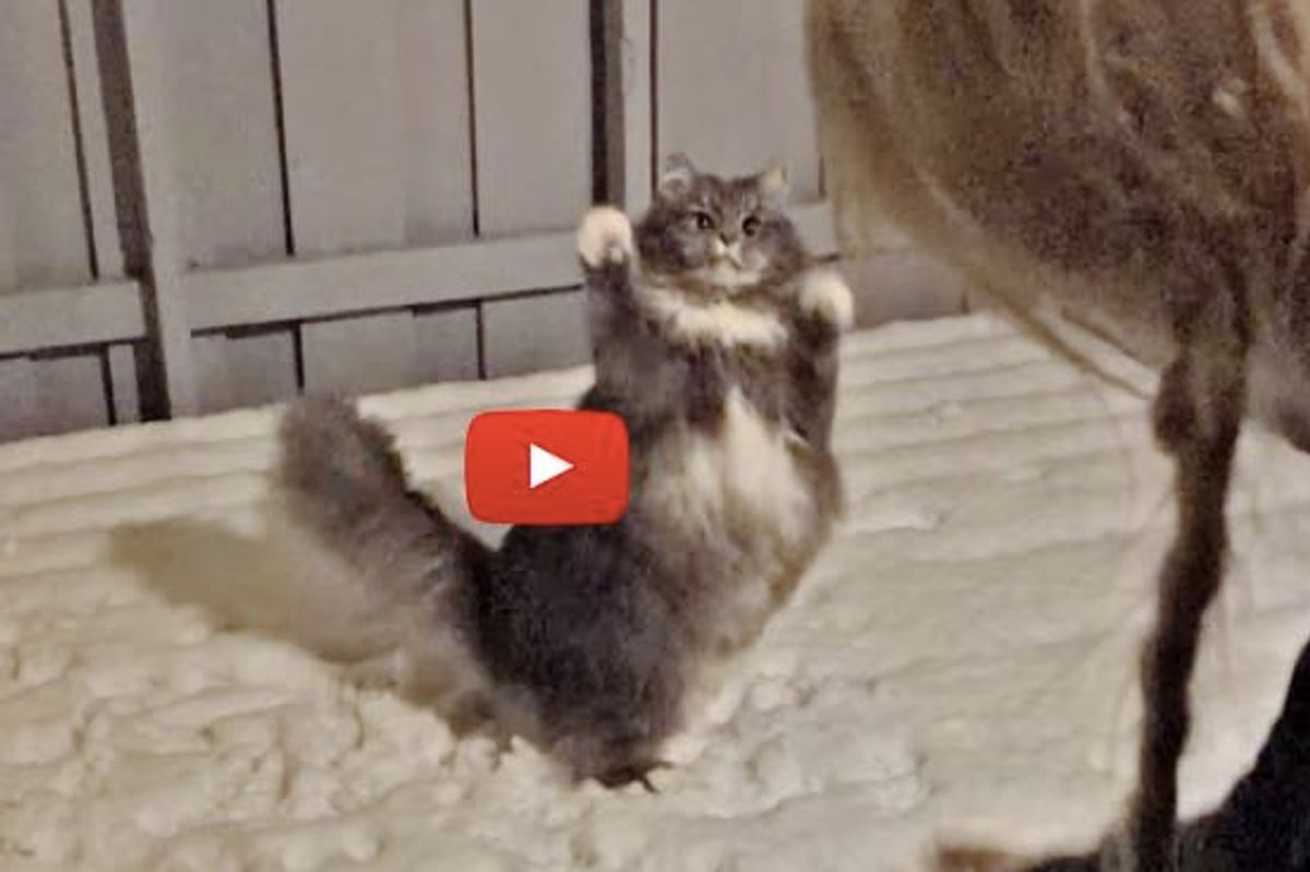 There's One Thing This Fluffy Kitty Loves More Than Food!