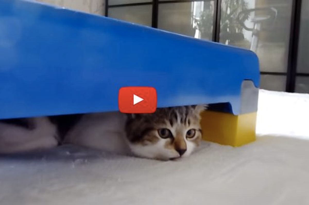 Kittens Doing Their Steps!