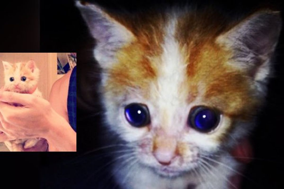 Little Rescue Kitten Beats the Odds. You Will Be Inspired by His Bravery!