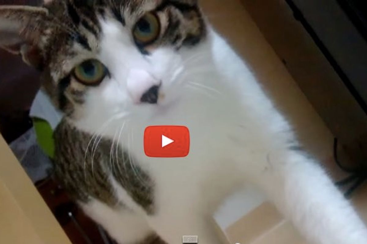 Kitty Comes Running So Fast Every Time His Dad Calls Him. Oh Boy, Is He a Talker!