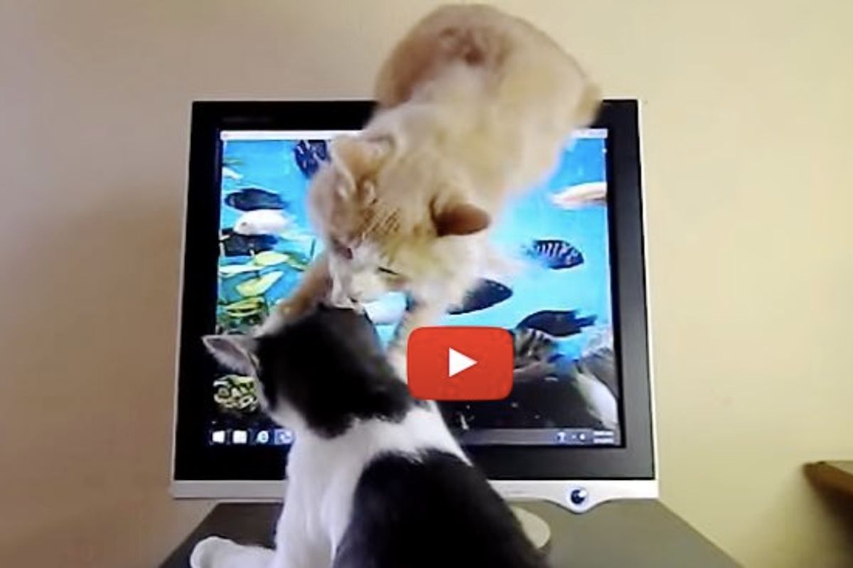 Kitty Using Everything In His Power to Stop His Brother from Scratching Cat TV