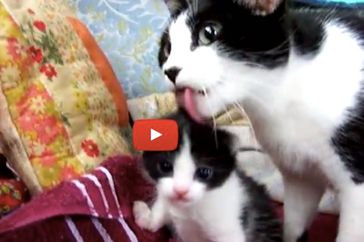 Rescue Mama Cat Has a Single Kitten, an Exact Copy of Her!