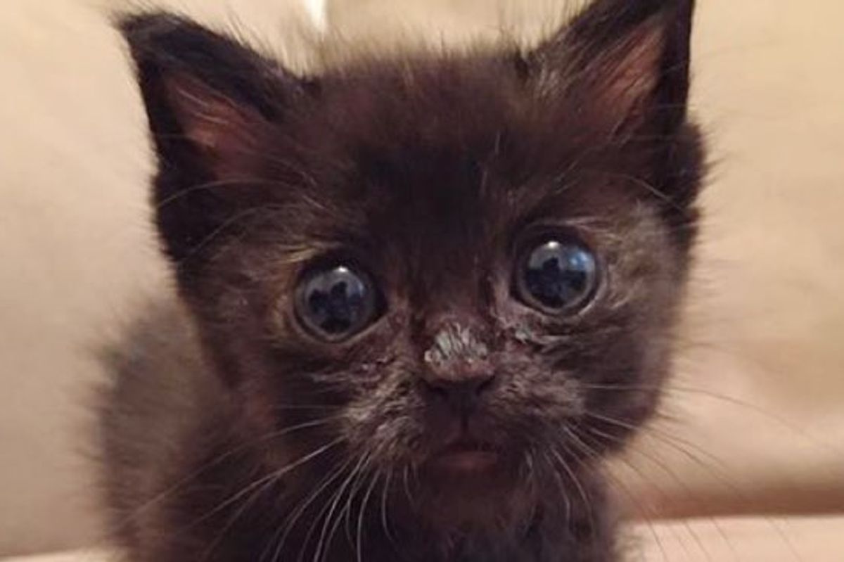 Kitten Found Behind an Old Refrigerator Has Made Quite a Comeback!