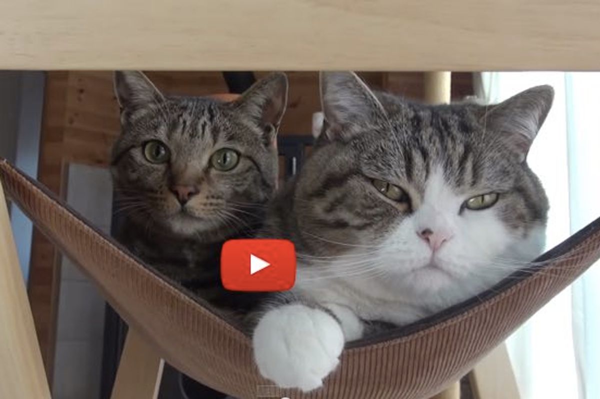 Two Kitties Share a Hammock with a Surprise at the End