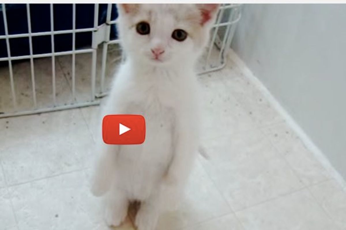 Little Runt Welcomes Her Foster Mom Home Like a Little Person