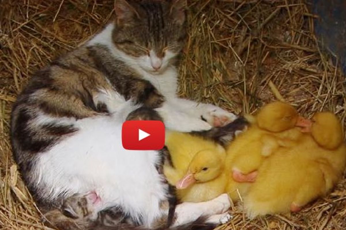Cat Momma and Her Three 'Yellow Kittens'
