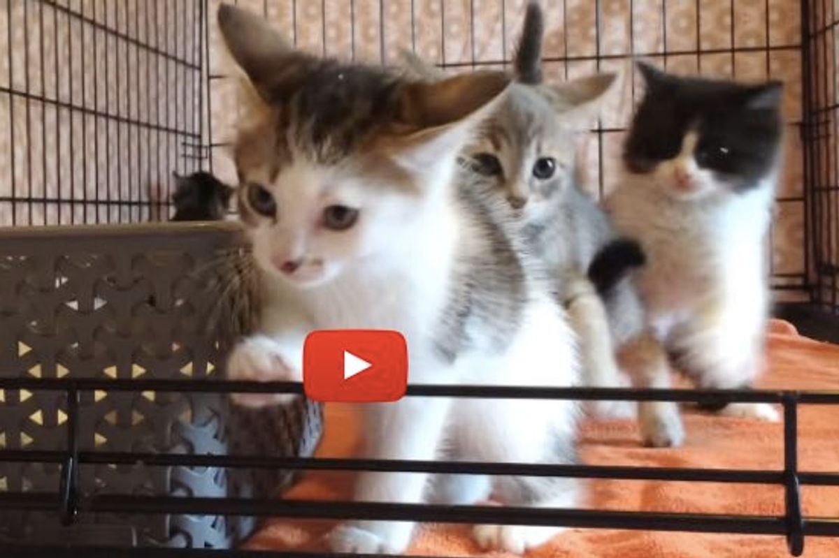 Springiest Foster Babies I've Seen!