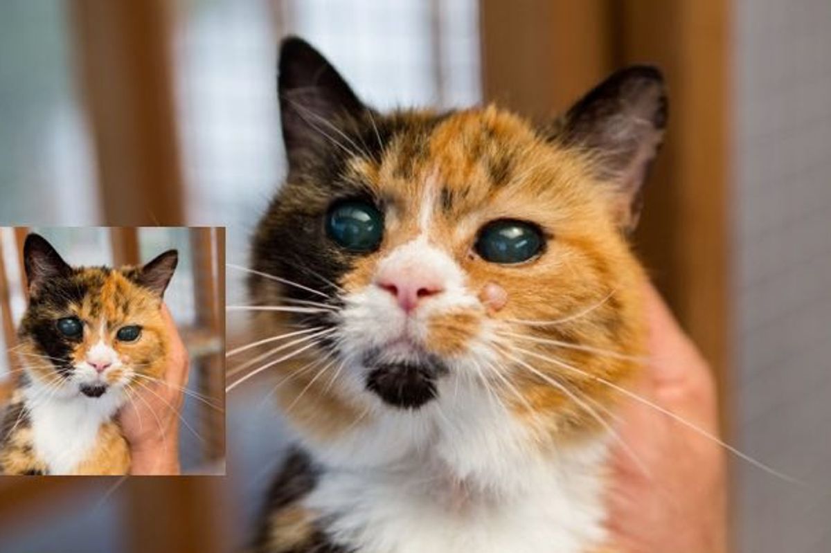 She's 19, the Oldest Rescue Cat in Britain But Can't Find a Home