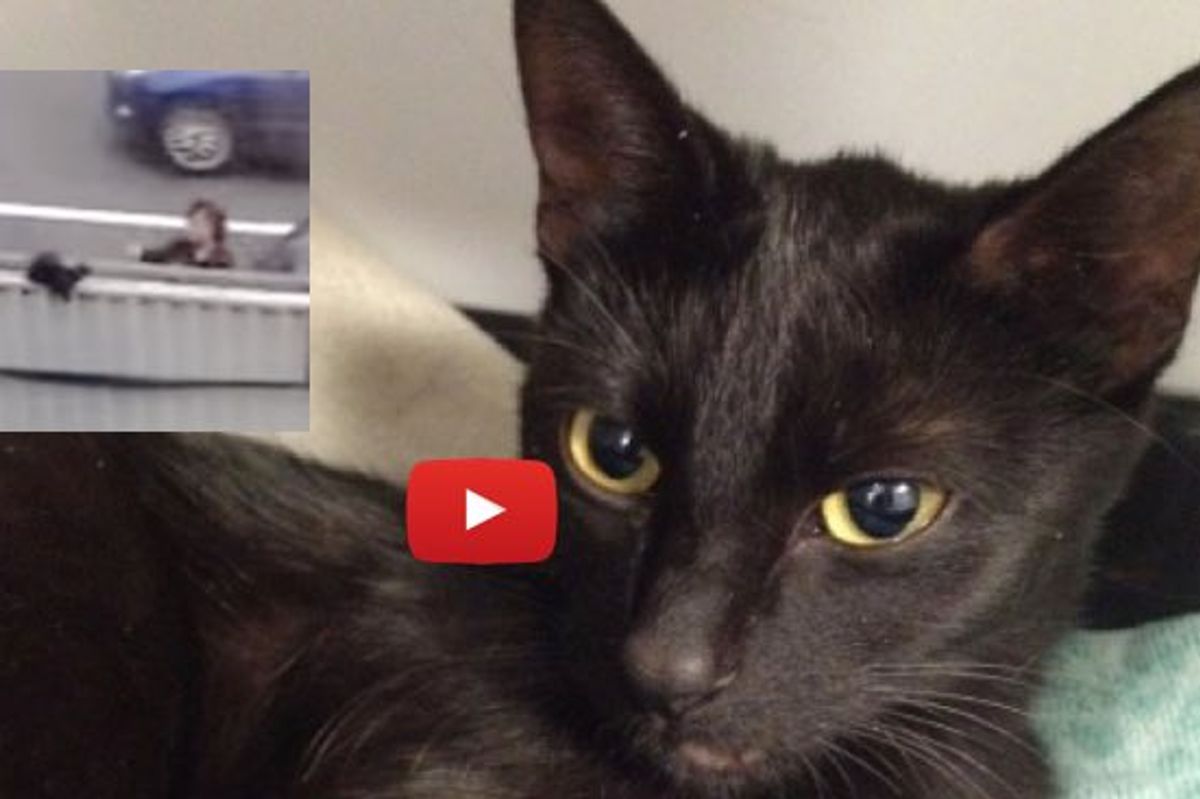 Office Workers Pull Cat to Safety from Dangerous Highway Overpass