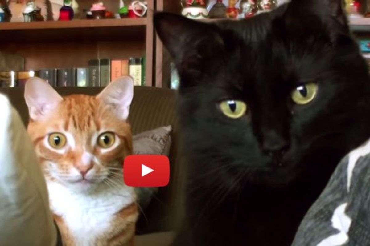 Kitties Telling Us Their Kitty 'Problems'