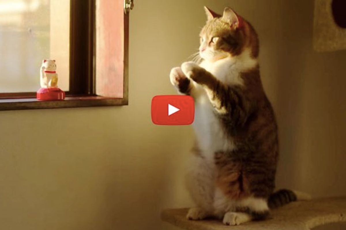 Kitty Waving His Paws, Imitating the Beckoning Cat