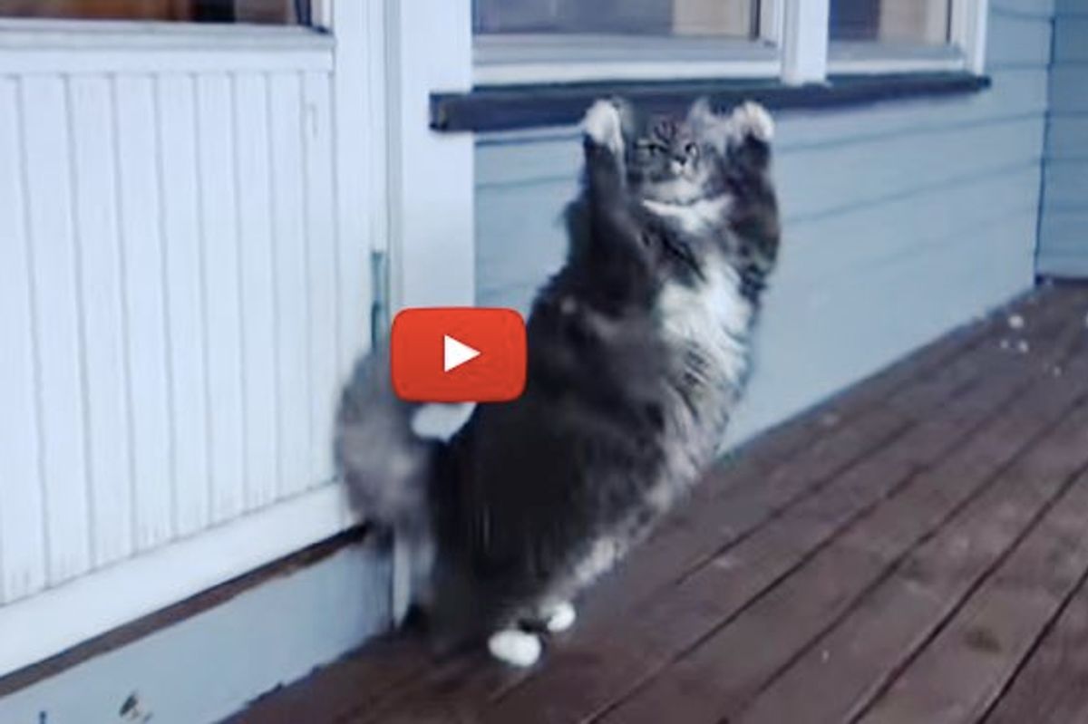 Fluffy Ball of Fur Hovering in Backyard