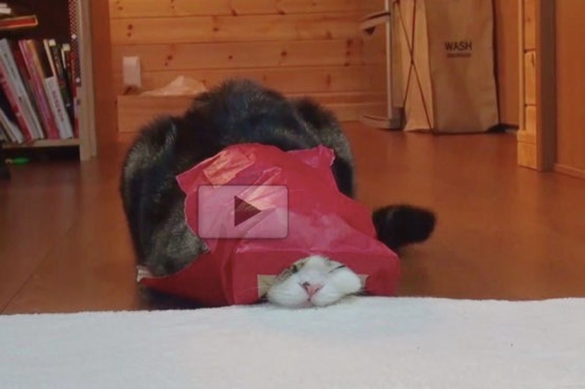 He Won't Let the Small Bag Go without Some Face Smooshing Time
