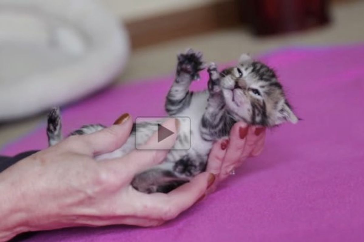 Little Rescue Kitty Bonding with New Human Mom